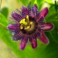  Passiflora Marijke