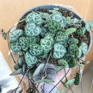   Ceropegia woodii  string of hearts