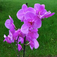  Phalaenopsis Singolo pink