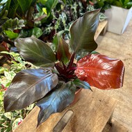    Philodendron Red Prince
