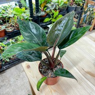   , Philodendron Rojo Congo