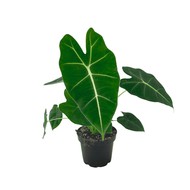   Alocasia Micholitziana Frydek