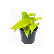  Epipremnum Golden Pothos D9