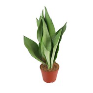   Sansevieria moonshine D12