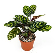   Calathea Makoyana