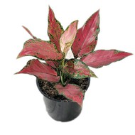   Aglaonema Cherry Baby