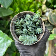    Sedum burrito