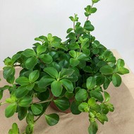    Peperomia Rotundifolia