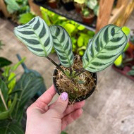   Maranta leuc Amabilis