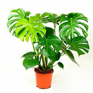   Monstera Deliciosa D 24