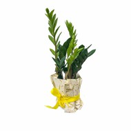  -  , Zamioculcas