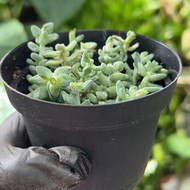     Sedum Morganianum