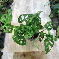   Monstera Obliqua ( , :12)