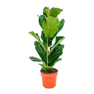   Ficus lyrata D 14