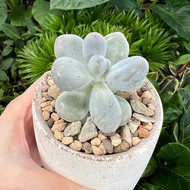   Pachyphytum  Oviferum