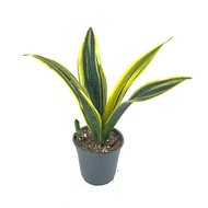    Sansevieria Golden Flame