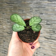    Maranta Leuconera Amabilis Mint ( , :6)