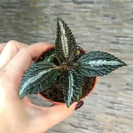   Pilea Silver Tree ( , -6)