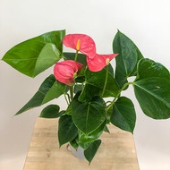     Anthurium andraeanum Arisa Pink