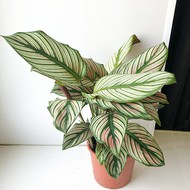    Calathea Whitestar ( , -9)