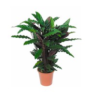   Calathea Rufibarba lgergrass