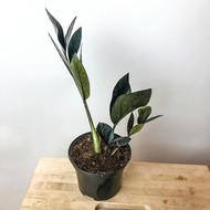     Zamioculcas Raven ( , :10)