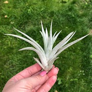 Air plant Tillandsia Pohliana