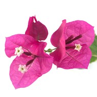  Bougainvillea Dunkelrot