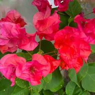 Bougainvillea Reggae Gold  