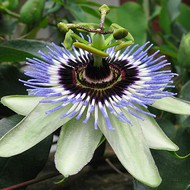  Passiflora Caerulea Clear Sky