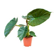   Alocasia Wentii