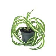    Chlorophytum Bonnie ( , :8)