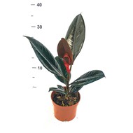    Ficus Elastica Abidjan